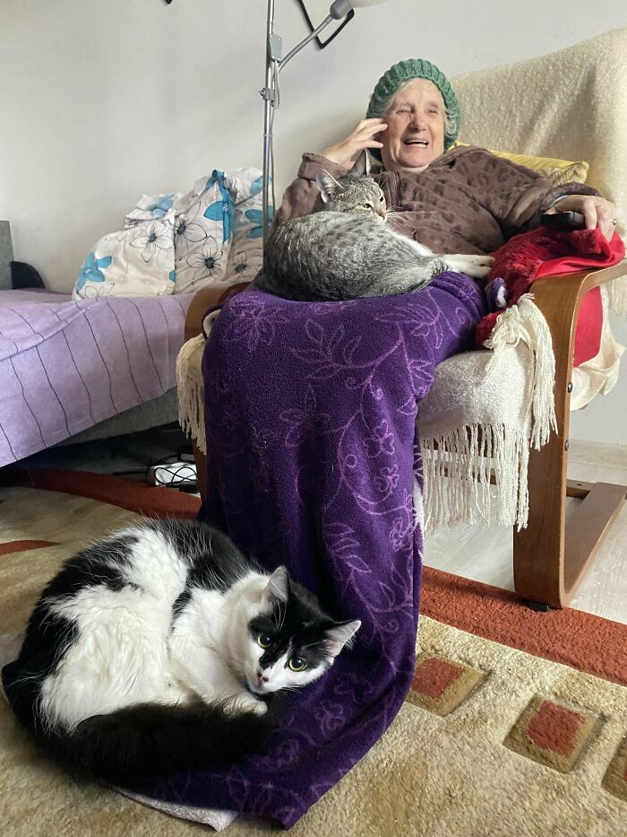 117 Cats Doing Cat Shenanigans And Being Cute At The Same Time