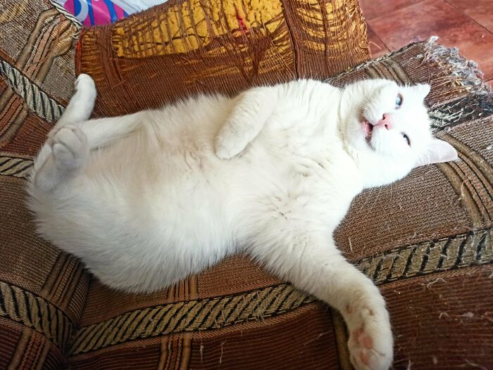 117 Cats Doing Cat Shenanigans And Being Cute At The Same Time