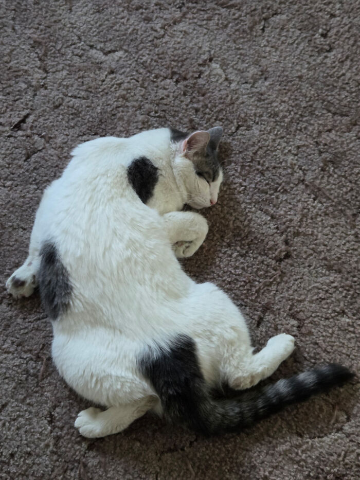 117 Cats Doing Cat Shenanigans And Being Cute At The Same Time