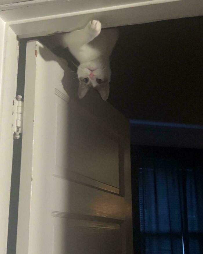 117 Cats Doing Cat Shenanigans And Being Cute At The Same Time