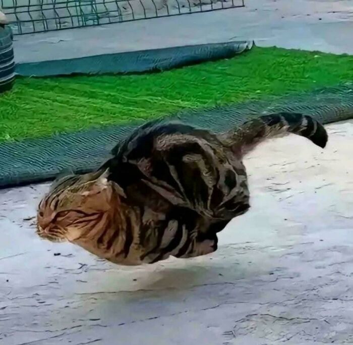 117 Cats Doing Cat Shenanigans And Being Cute At The Same Time