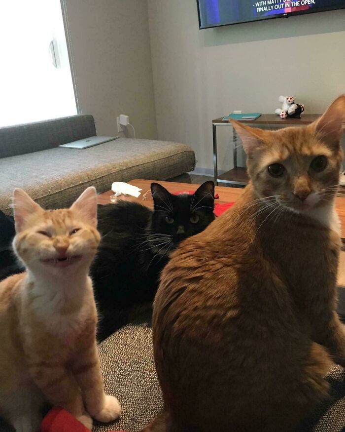 117 Cats Doing Cat Shenanigans And Being Cute At The Same Time