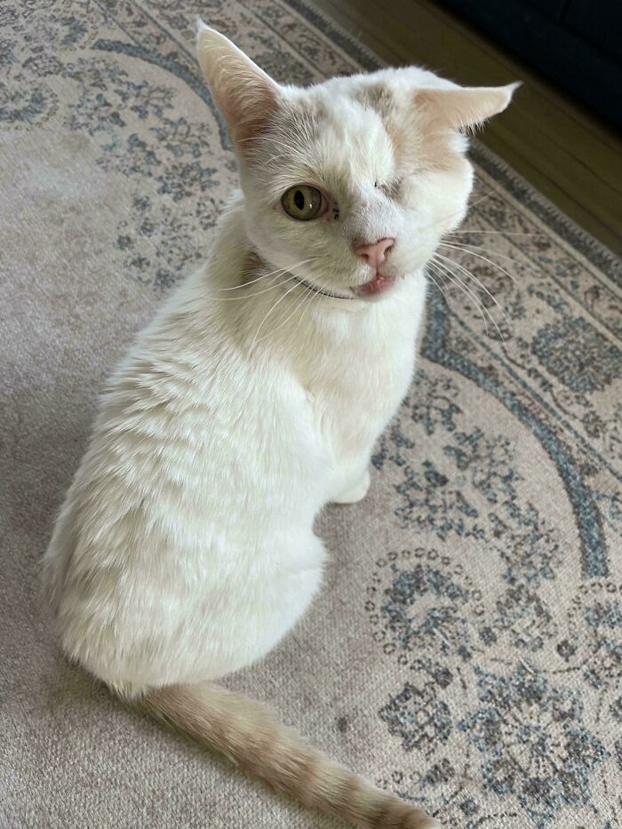117 Cats Doing Cat Shenanigans And Being Cute At The Same Time