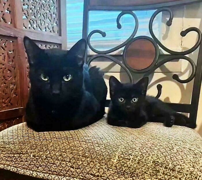 117 Cats Doing Cat Shenanigans And Being Cute At The Same Time