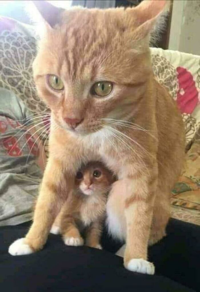 117 Cats Doing Cat Shenanigans And Being Cute At The Same Time
