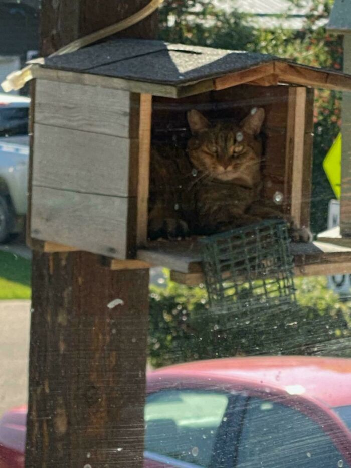 117 Cats Doing Cat Shenanigans And Being Cute At The Same Time