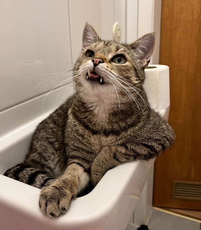 117 Cats Doing Cat Shenanigans And Being Cute At The Same Time