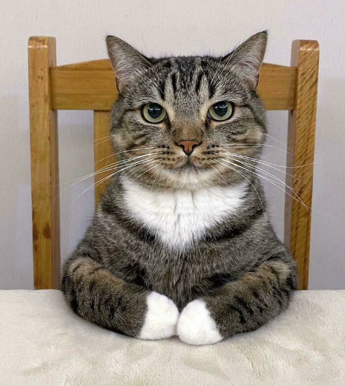 117 Cats Doing Cat Shenanigans And Being Cute At The Same Time