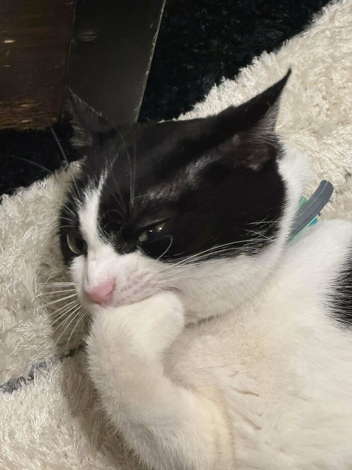 117 Cats Doing Cat Shenanigans And Being Cute At The Same Time