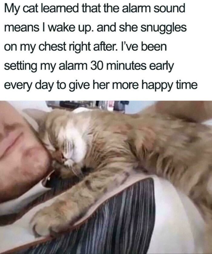 117 Cats Doing Cat Shenanigans And Being Cute At The Same Time