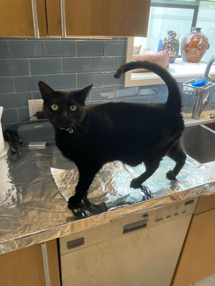 117 Cats Doing Cat Shenanigans And Being Cute At The Same Time