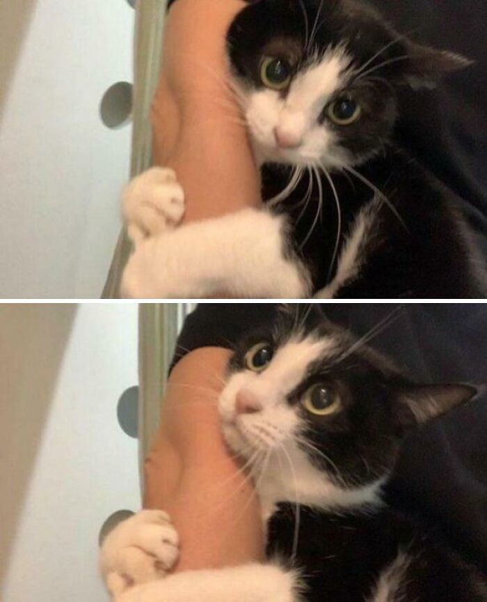 117 Cats Doing Cat Shenanigans And Being Cute At The Same Time