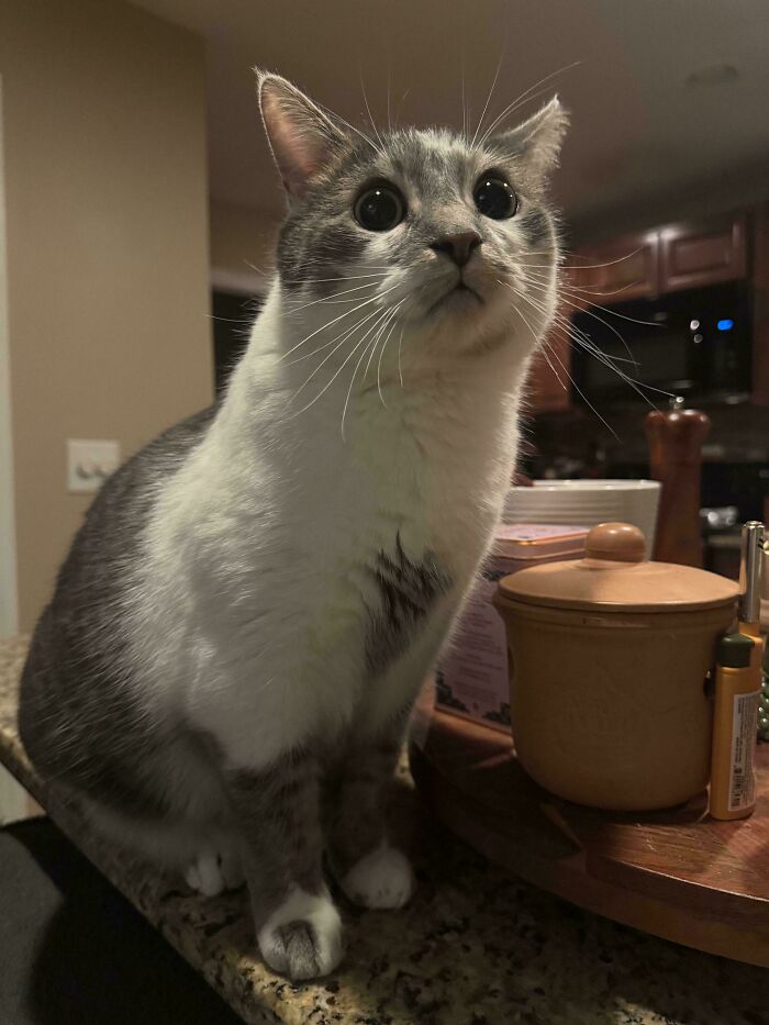 117 Cats Doing Cat Shenanigans And Being Cute At The Same Time