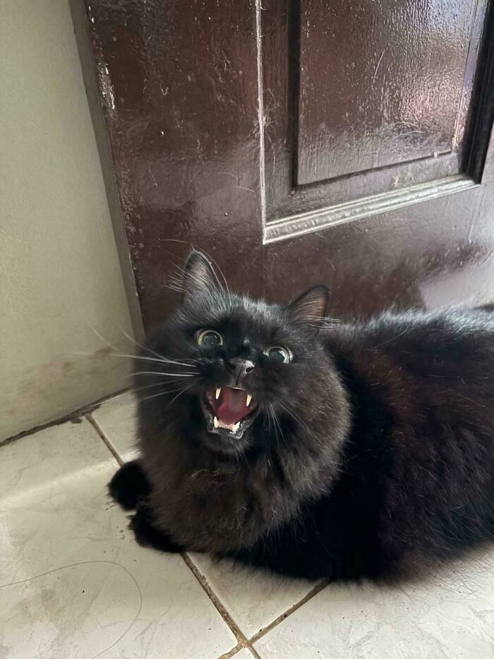 117 Cats Doing Cat Shenanigans And Being Cute At The Same Time