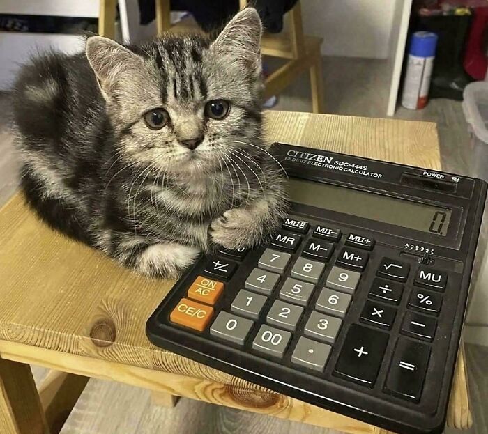 117 Cats Doing Cat Shenanigans And Being Cute At The Same Time