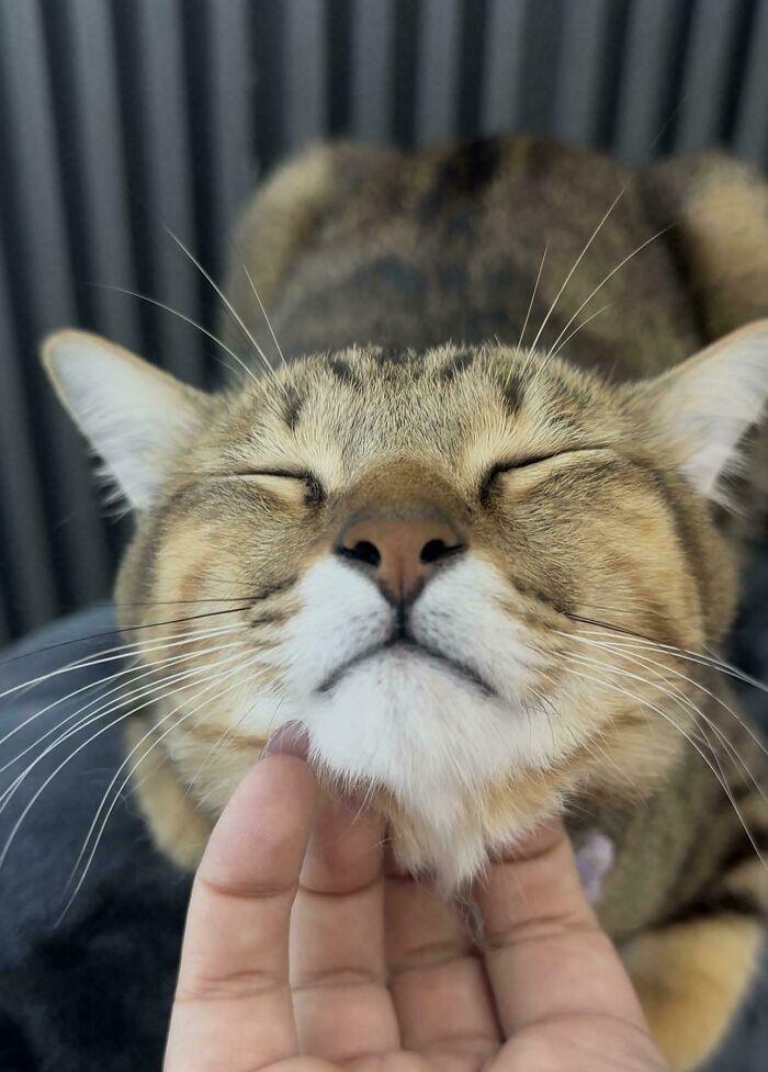 117 Cats Doing Cat Shenanigans And Being Cute At The Same Time