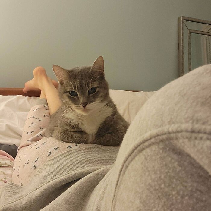 117 Cats Doing Cat Shenanigans And Being Cute At The Same Time