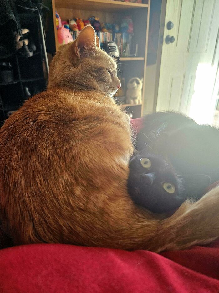 117 Cats Doing Cat Shenanigans And Being Cute At The Same Time