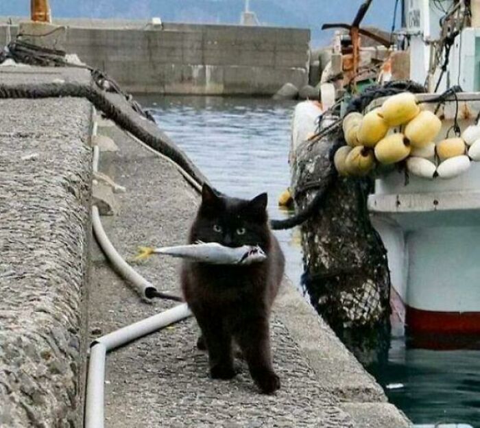 117 Cats Doing Cat Shenanigans And Being Cute At The Same Time