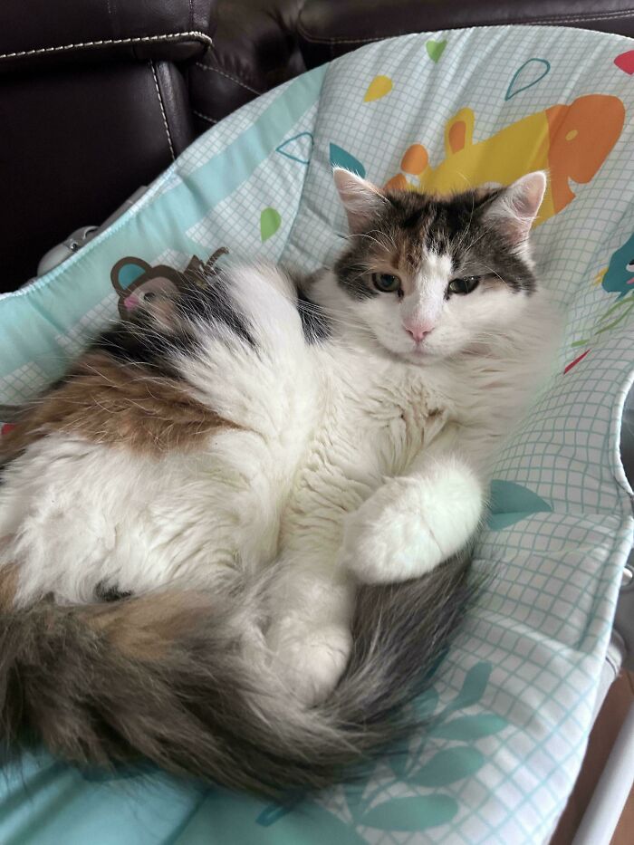 117 Cats Doing Cat Shenanigans And Being Cute At The Same Time