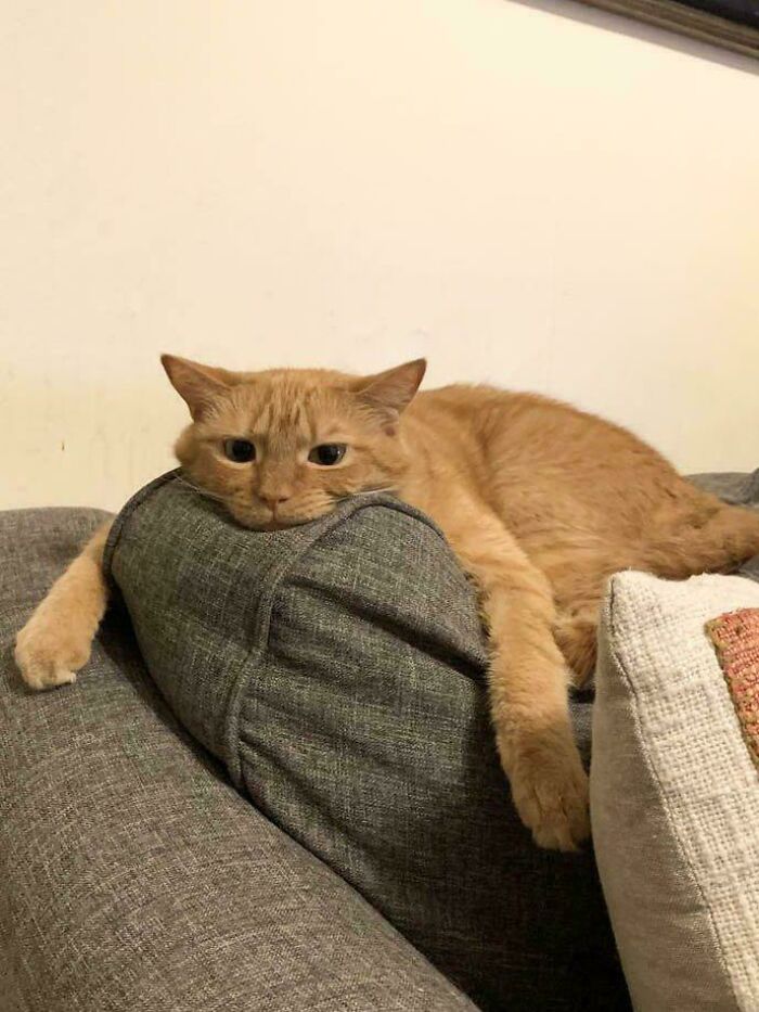117 Cats Doing Cat Shenanigans And Being Cute At The Same Time