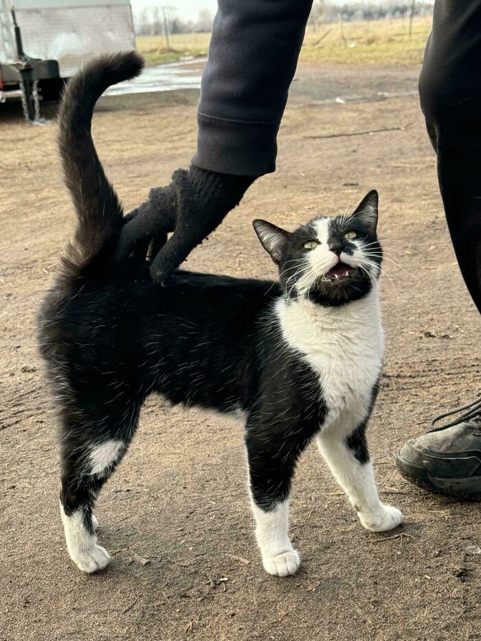 117 Cats Doing Cat Shenanigans And Being Cute At The Same Time