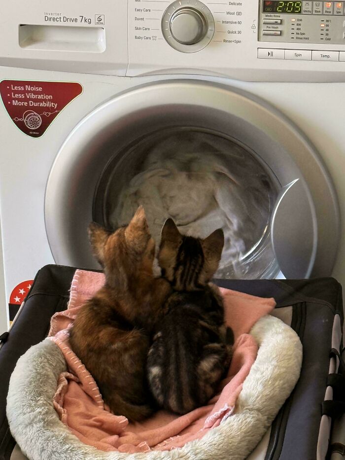 117 Cats Doing Cat Shenanigans And Being Cute At The Same Time