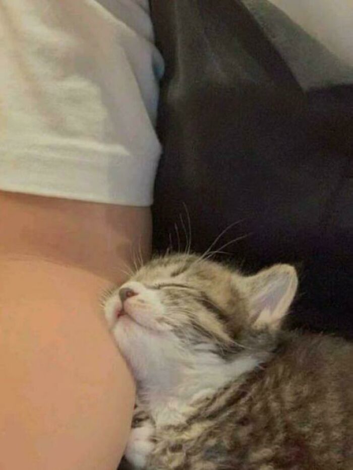 117 Cats Doing Cat Shenanigans And Being Cute At The Same Time