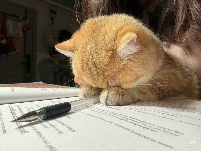 117 Cats Doing Cat Shenanigans And Being Cute At The Same Time