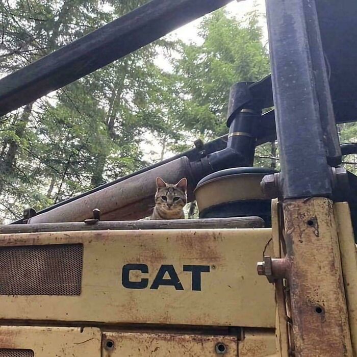 117 Cats Doing Cat Shenanigans And Being Cute At The Same Time