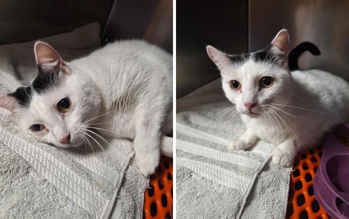 117 Cats Doing Cat Shenanigans And Being Cute At The Same Time