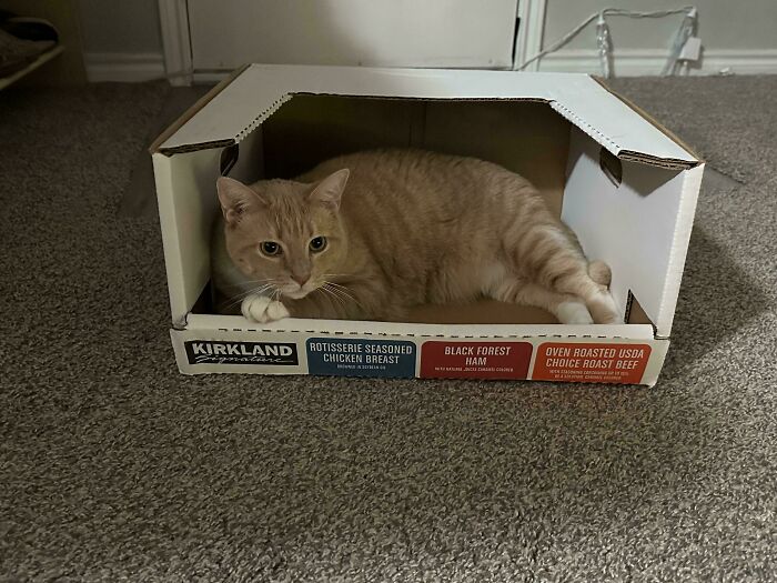 117 Cats Doing Cat Shenanigans And Being Cute At The Same Time