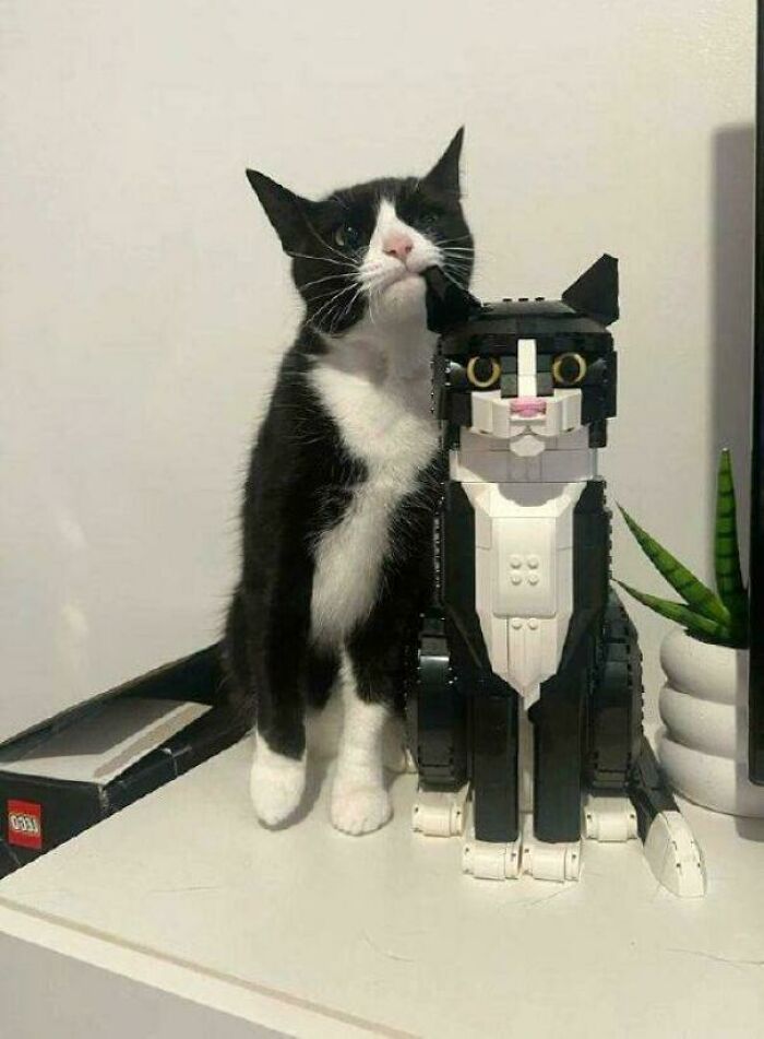 117 Cats Doing Cat Shenanigans And Being Cute At The Same Time