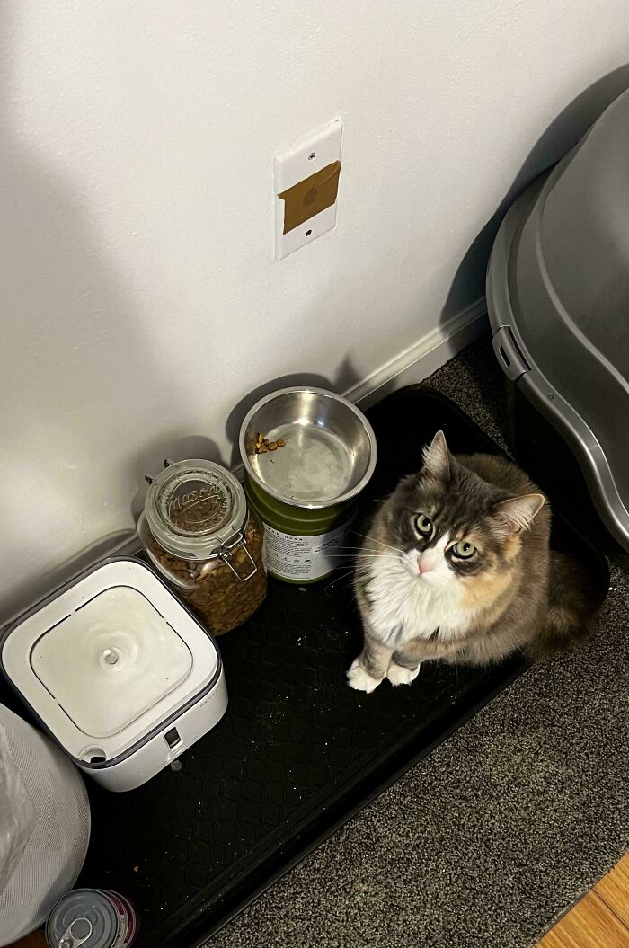117 Cats Doing Cat Shenanigans And Being Cute At The Same Time