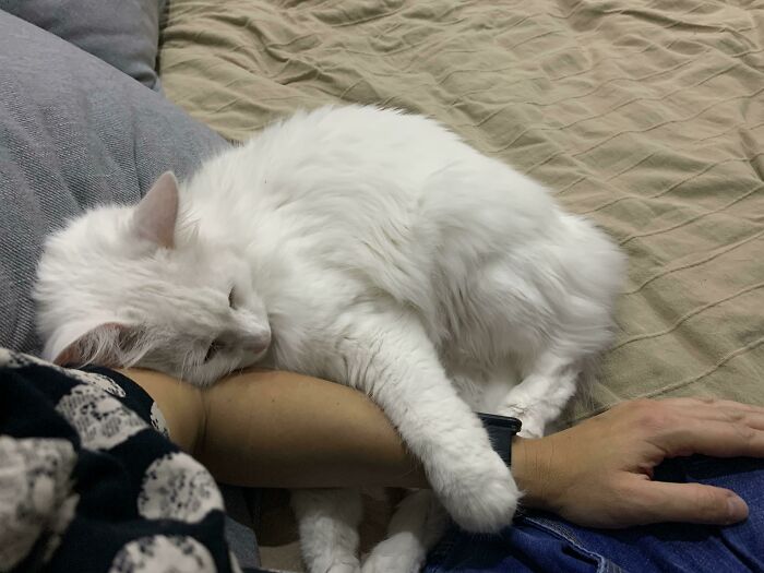 117 Cats Doing Cat Shenanigans And Being Cute At The Same Time