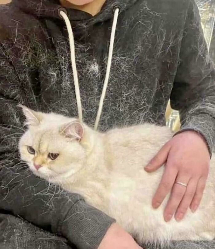 117 Cats Doing Cat Shenanigans And Being Cute At The Same Time
