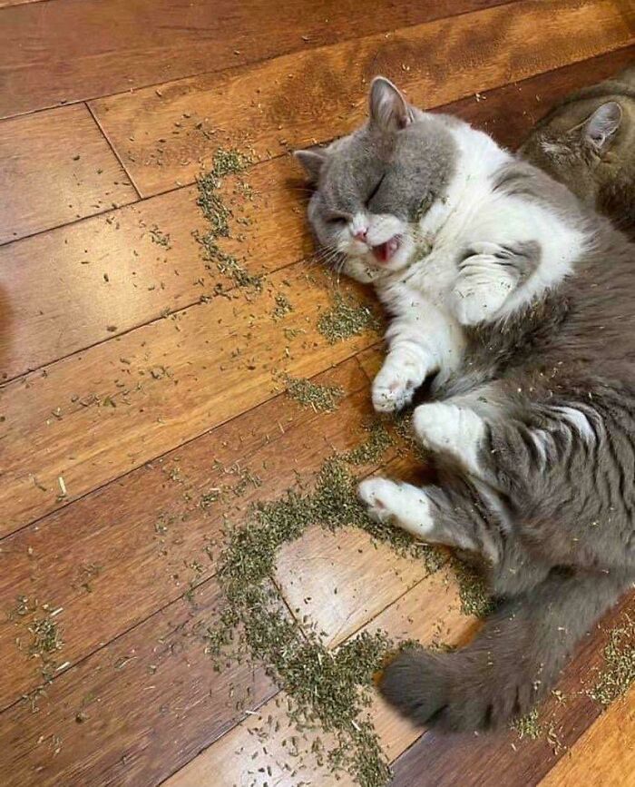 117 Cats Doing Cat Shenanigans And Being Cute At The Same Time