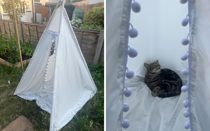 117 Cats Doing Cat Shenanigans And Being Cute At The Same Time