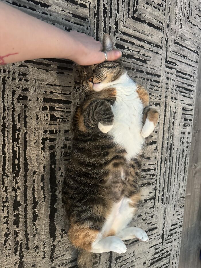 117 Cats Doing Cat Shenanigans And Being Cute At The Same Time