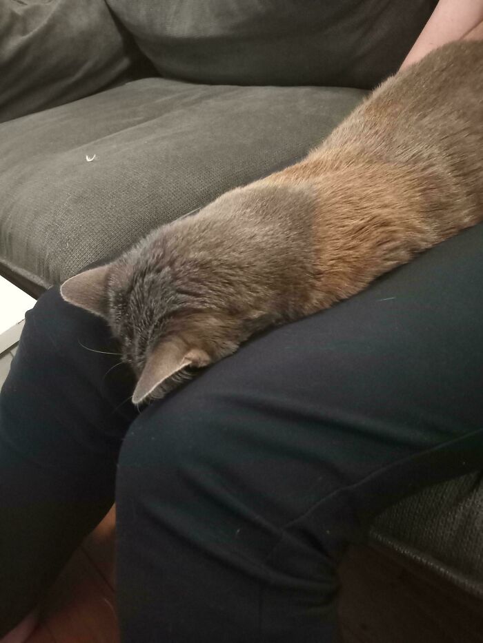 117 Cats Doing Cat Shenanigans And Being Cute At The Same Time