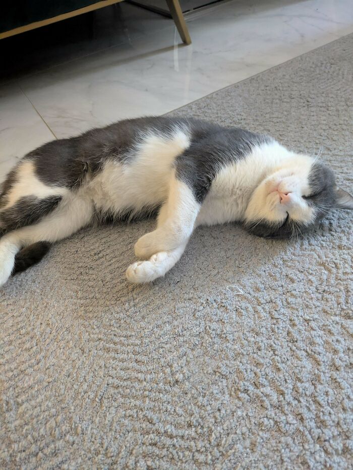 117 Cats Doing Cat Shenanigans And Being Cute At The Same Time