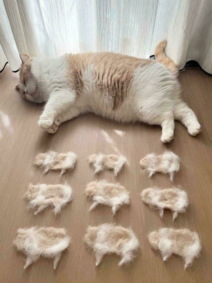 117 Cats Doing Cat Shenanigans And Being Cute At The Same Time