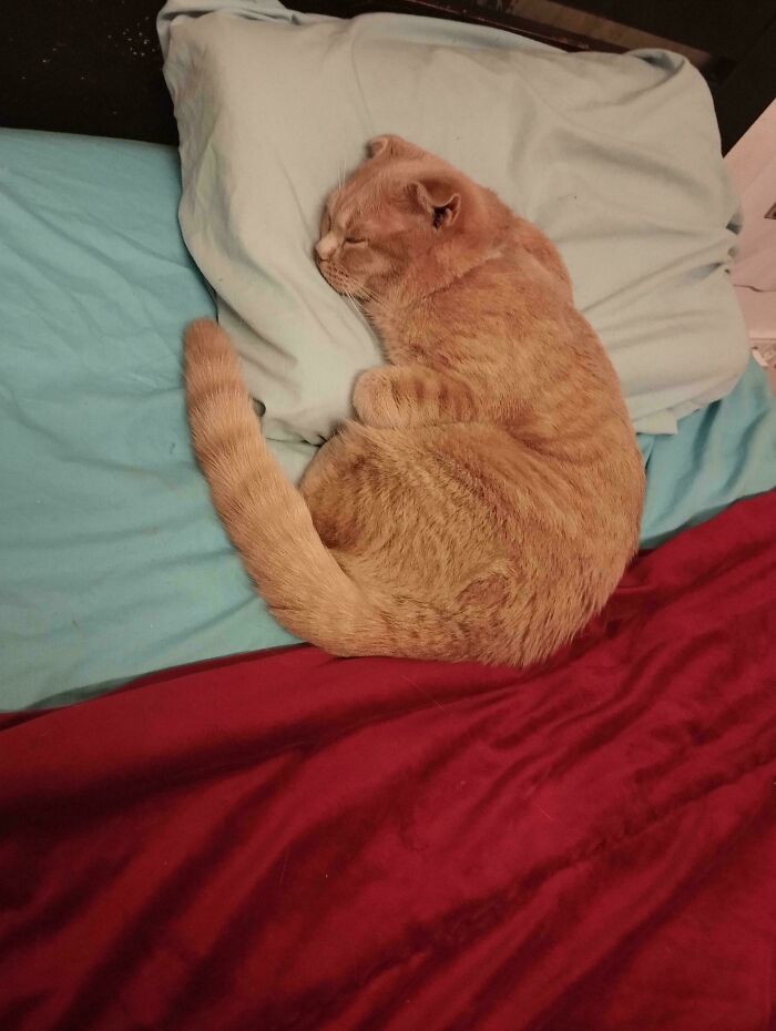 117 Cats Doing Cat Shenanigans And Being Cute At The Same Time