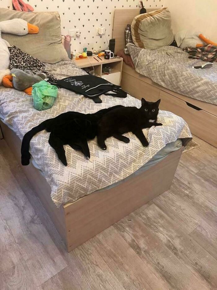 117 Cats Doing Cat Shenanigans And Being Cute At The Same Time