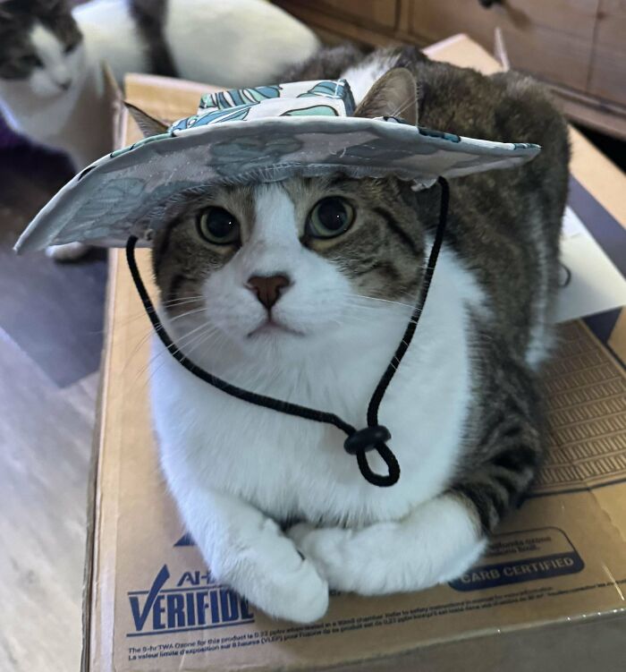 117 Cats Doing Cat Shenanigans And Being Cute At The Same Time