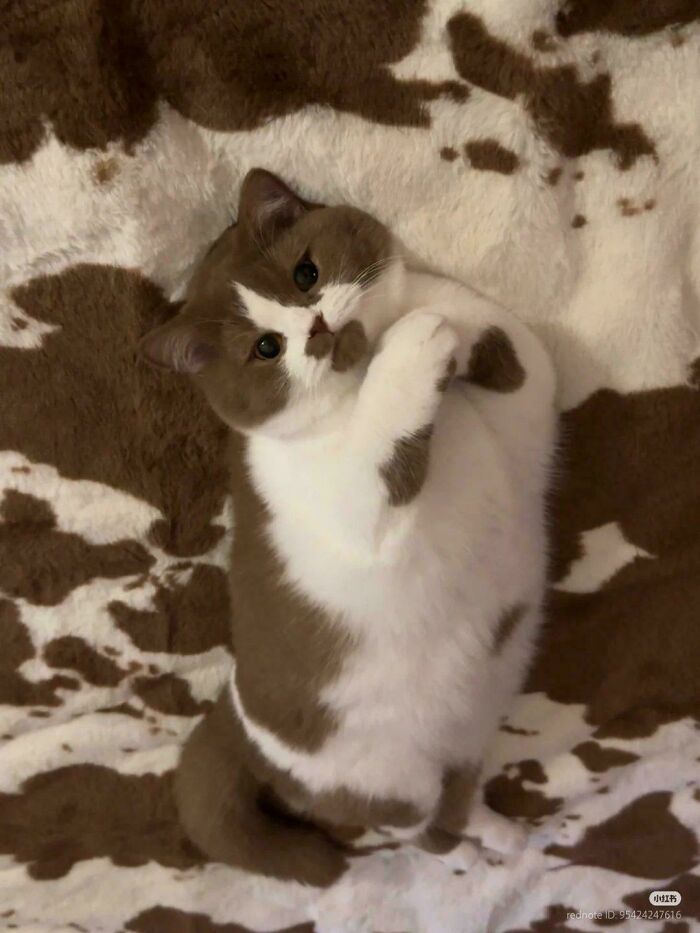 117 Cats Doing Cat Shenanigans And Being Cute At The Same Time
