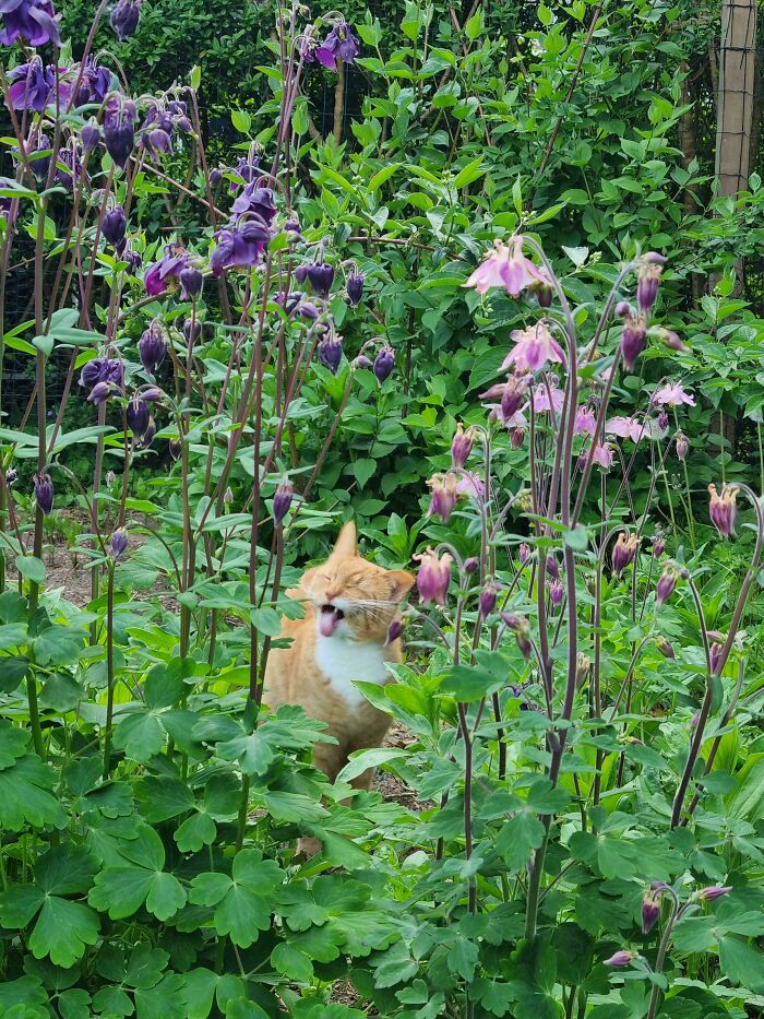 117 Cats Doing Cat Shenanigans And Being Cute At The Same Time