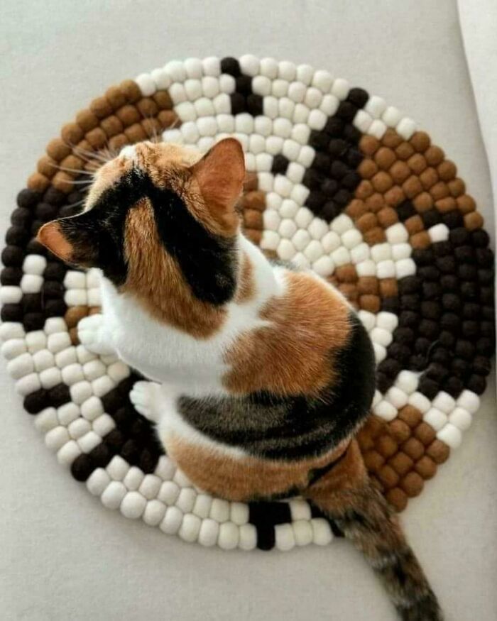 117 Cats Doing Cat Shenanigans And Being Cute At The Same Time