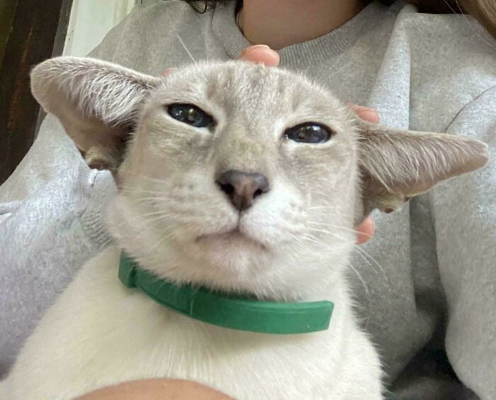 117 Cats Doing Cat Shenanigans And Being Cute At The Same Time