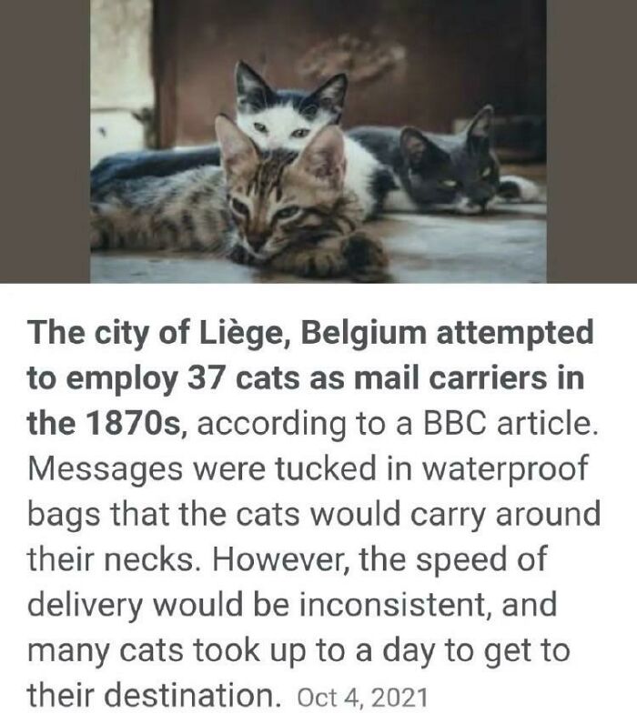 117 Cats Doing Cat Shenanigans And Being Cute At The Same Time